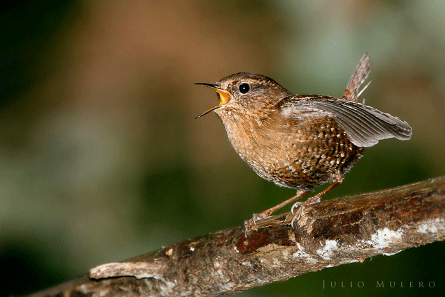 Pacific-Wren-in-full-song-Julio-Mulero.g