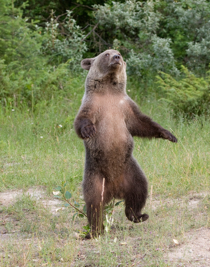 bear pic Dancing Pictures movies swinger partys