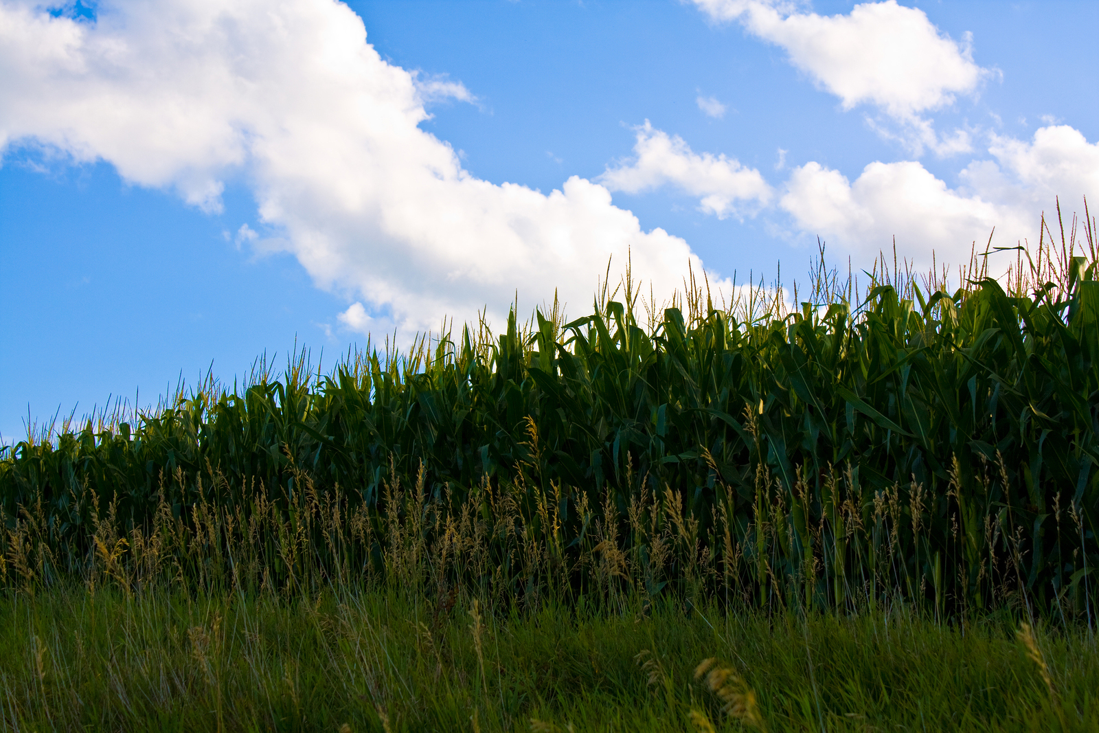 Living on Earth: Preaching for Keystone