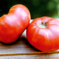 tomatoes