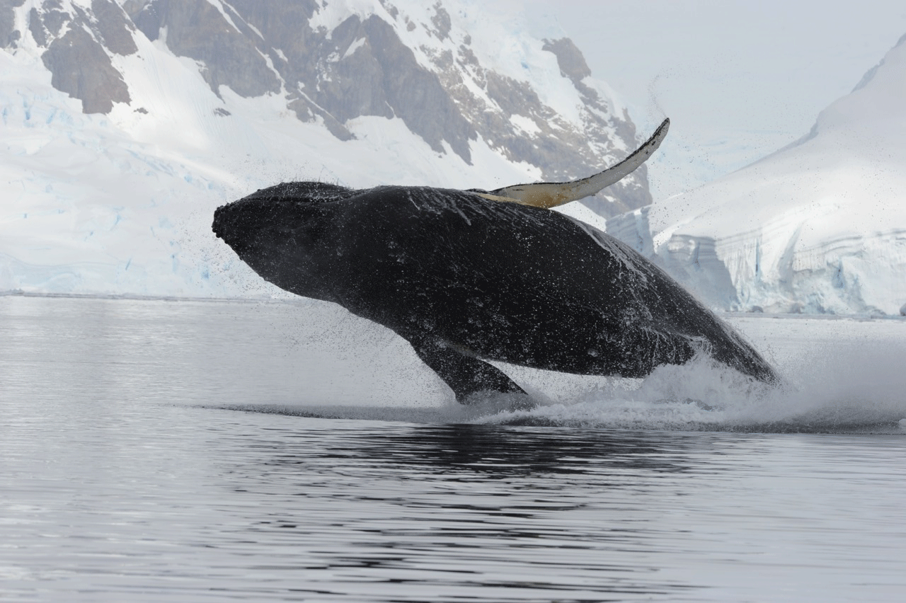 whale breaching