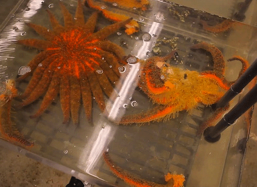 diseased starfish