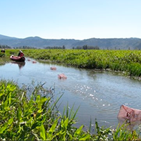 wetlands