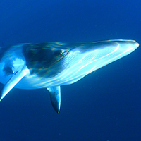 minke whale