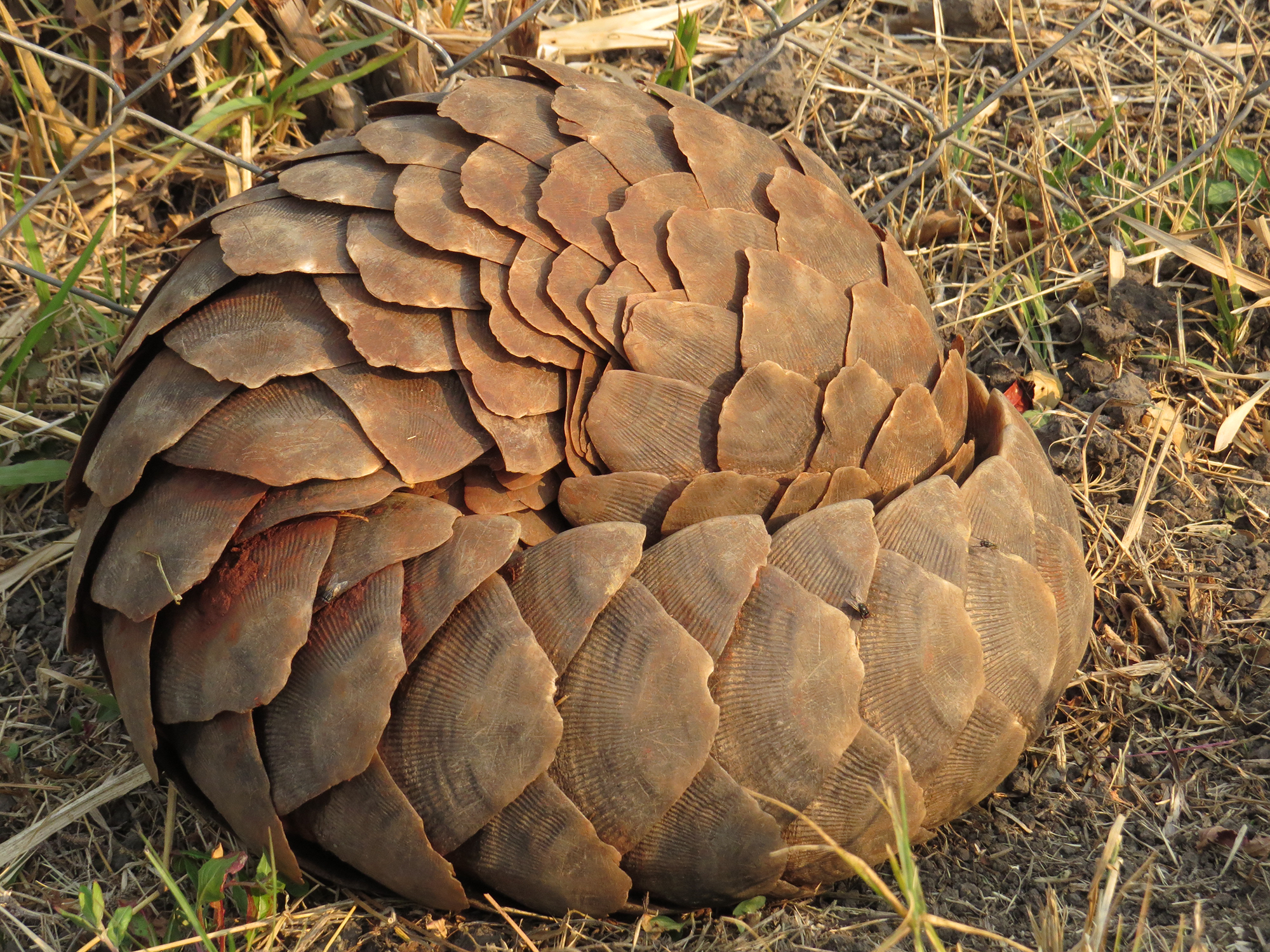 Living on Earth: At Risk the Pangolin- A Mammal With Scales