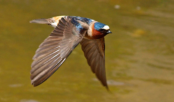 Swallow Of Capistrano 114