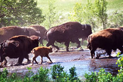 Photo: Wild Idea Buffalo Meat