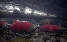 Photo: Alaskan Coast