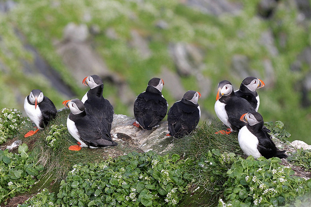 Puffins, Nature