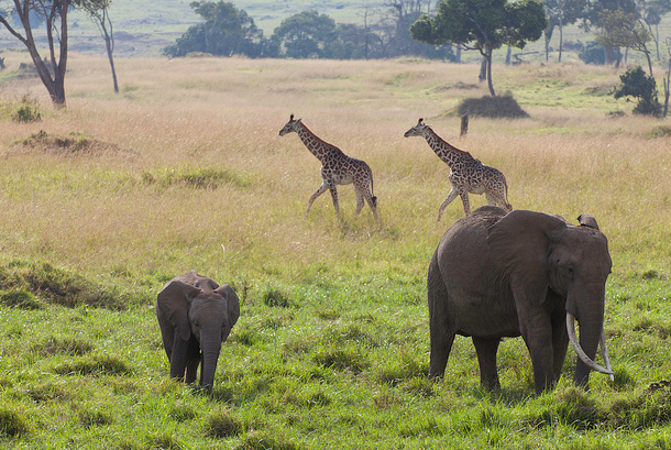 African Savanna Animals List
