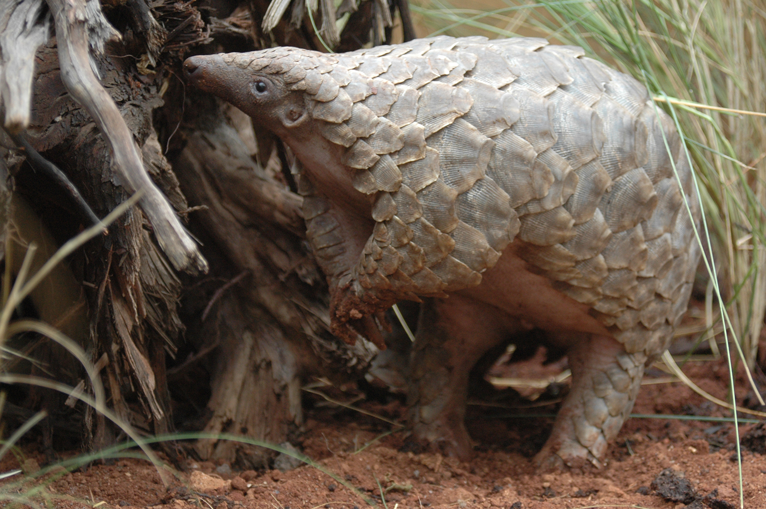 Living on Earth: At Risk the Pangolin- A Mammal With Scales