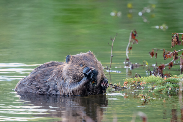 Eurasian beavers: a keystone species that keep waterways clean