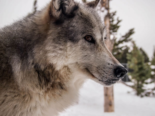 Wolf · Profile · Disqus