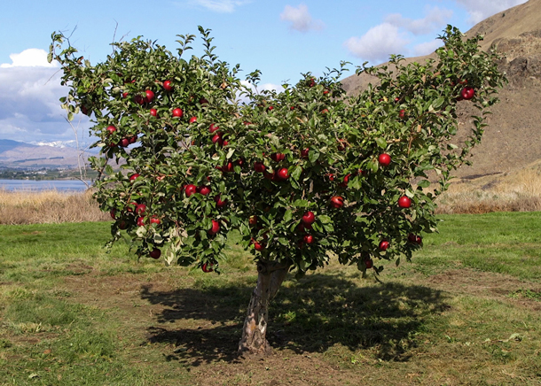 Apple Tree ( Cosmic Crisp Dwarf)