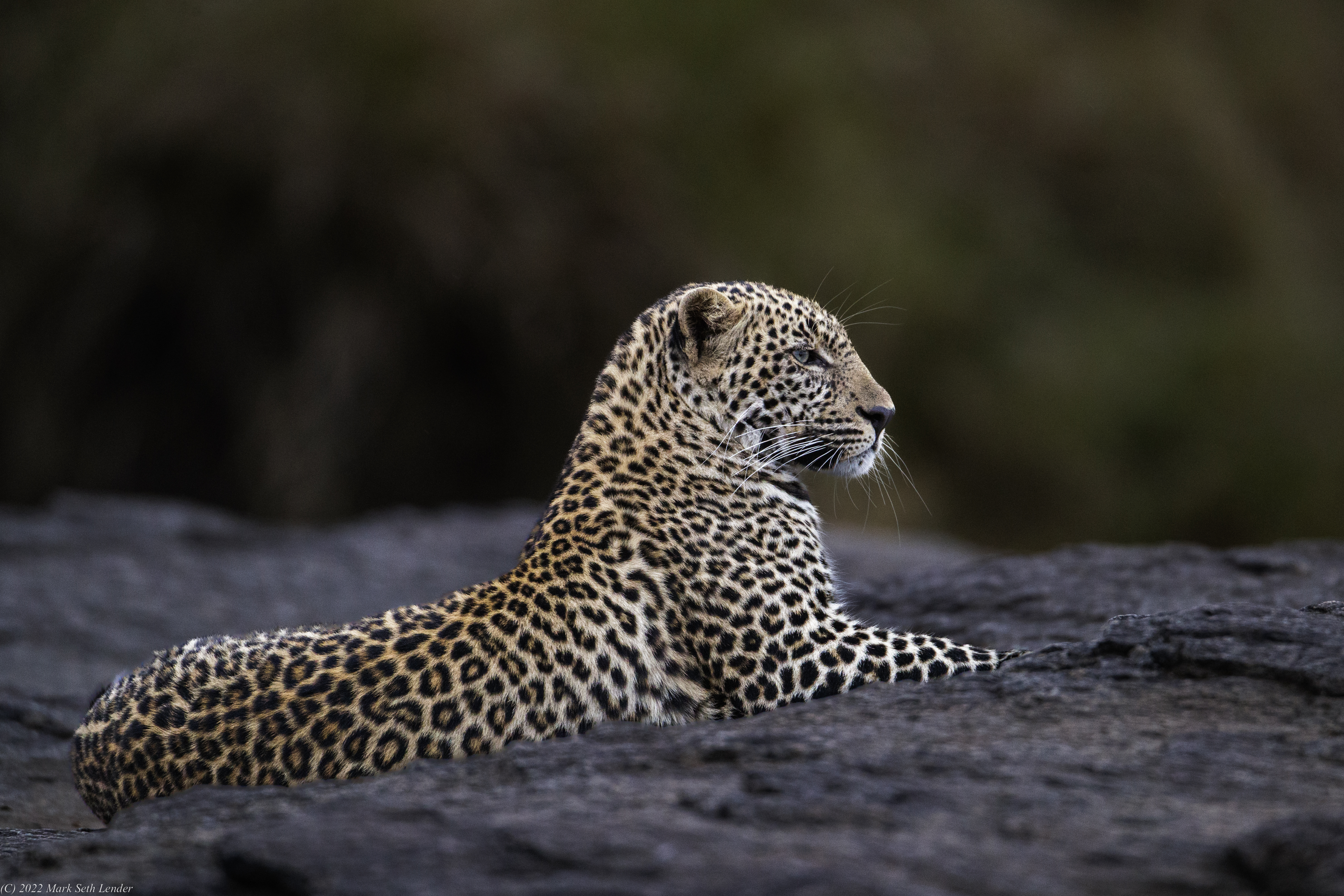 Living on Earth: Field Note: Wishful Thinking - Leopards of the