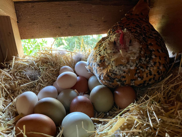 Pterodactyl eggs anyone?  BackYard Chickens - Learn How to Raise Chickens