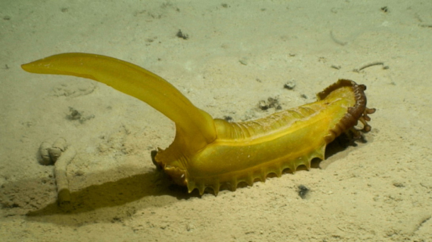 Are Sea Cucumbers a Cleanup Solution to Fish Farm Pollution