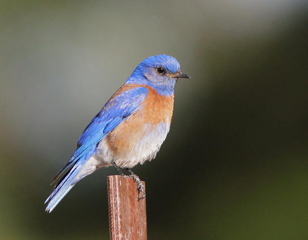 Eastern bluebird call / song / sounds 