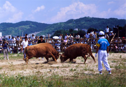 Bull Fighting