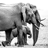 Elephant family thumbnail